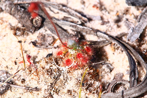 Drosera closterostigma