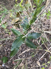 Bonatea speciosa