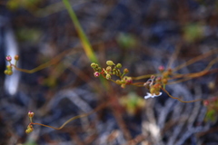 Drosera closterostigma