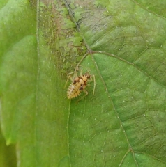 Corythucha marmorata