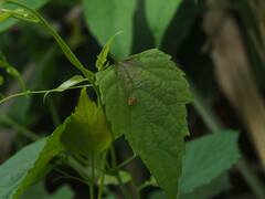 Corythucha marmorata