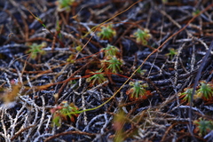 Drosera closterostigma