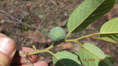Annona senegalensis