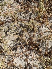 Adenogramma glomerata