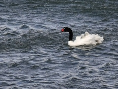 Cygnus melancoryphus