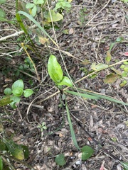 Bonatea speciosa