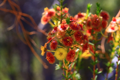 Image of Verticordia nobilis by (c) Hugo Innes, some rights reserved (CC BY)