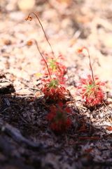 Drosera minutiflora