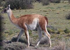 Lama guanicoe