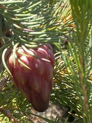 Protea nana