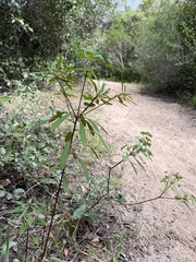Euphorbia kraussiana