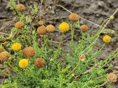 Pentzia globosa