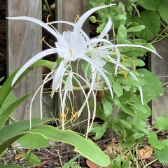 Hymenocallis