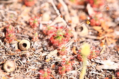 Drosera minutiflora
