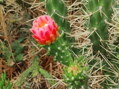 Austrocylindropuntia