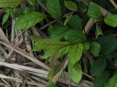 Glochidion philippicum