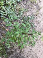 Euphorbia kraussiana