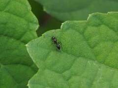 Camponotus