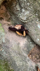 Cyclocybe parasitica