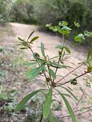 Euphorbia kraussiana