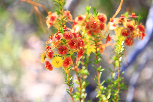 Image of Verticordia nobilis by (c) Hugo Innes, some rights reserved (CC BY)