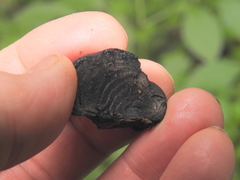 Daldinia concentrica