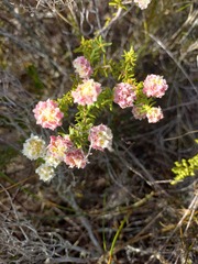 Lachnaea densiflora