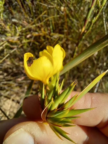 Image of Bobartia anceps by (c) kevin koen, some rights reserved (CC BY-SA)