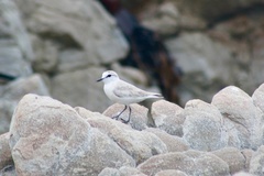 Charadrius marginatus