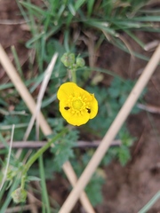 Ranunculus multifidus
