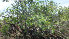Annona senegalensis
