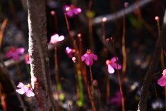Utricularia multifida