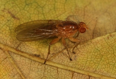 Suillia bicolor