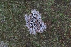 Arthonia radiata