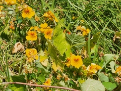 Tropaeolum
