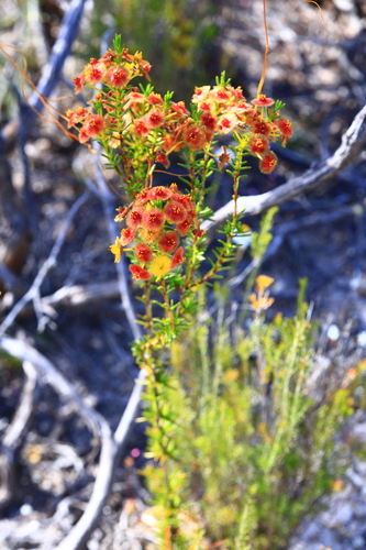 Image of Verticordia nobilis by (c) Hugo Innes, some rights reserved (CC BY)