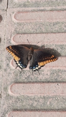 Charaxes jasius