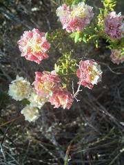 Lachnaea densiflora