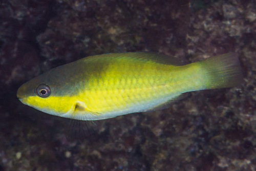 Donkerkap-papegaaivis (Scarus oviceps) — Scaridae — 2