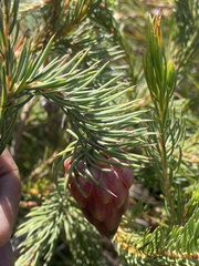 Protea nana
