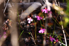 Utricularia multifida