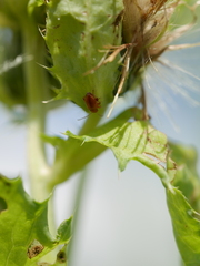 Sphaeroderma testaceum