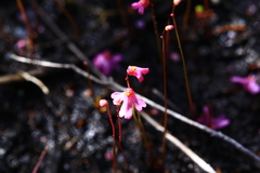 Utricularia multifida
