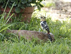 Trachyphonus vaillantii