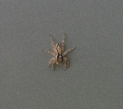 Menemerus bivittatus