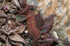 Callophrys xami xami