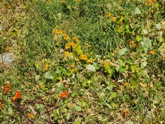 Tropaeolum