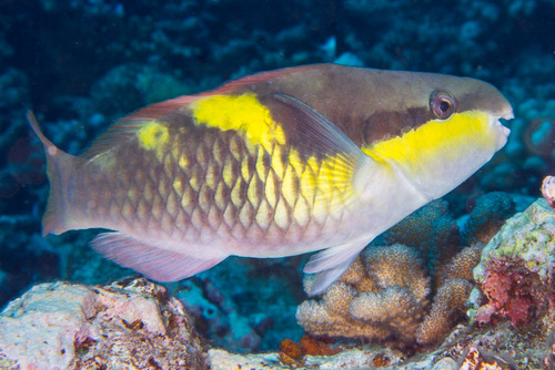 Donkerkap-papegaaivis (Scarus oviceps) — Scaridae — 3