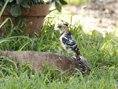 Trachyphonus vaillantii