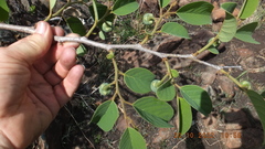Annona senegalensis